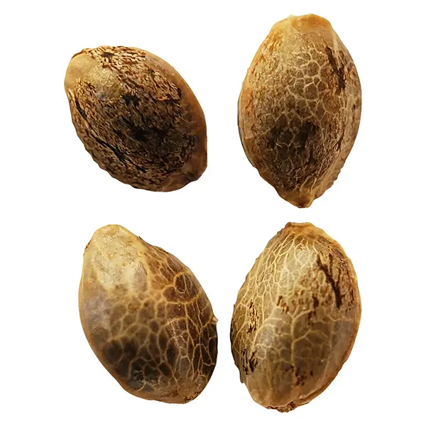 Image for Lemon Sunshine Feminized Seeds, cannabis seeds by Weathered Islands Craft Cannabis