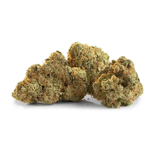 Glow Hybrid Bud (Dried Flower) by Trailblazer