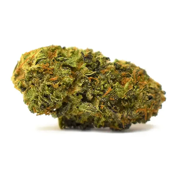 Product image for Blueberry Seagal Ready To Roll, Cannabis Flower by Color Cannabis