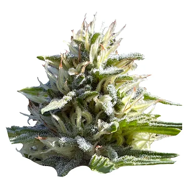 Image for Sugar Diesel Feminized Seeds