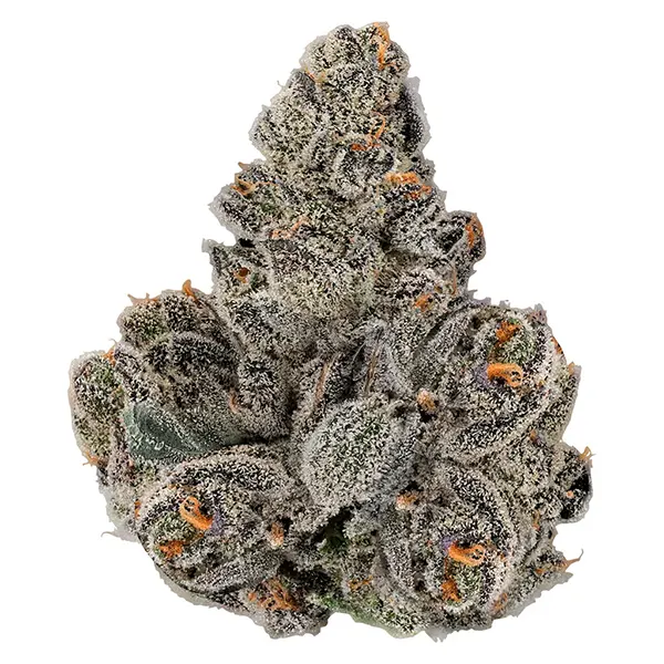 Image for Gastro Pop