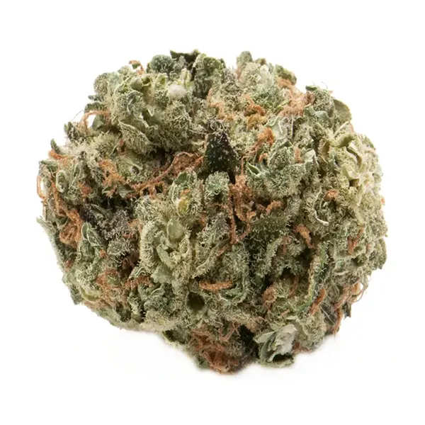 Shishkaberry (Dried Flower) by Namaste