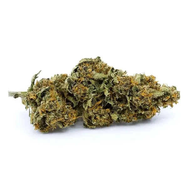Product image for CBD Shark Shock, Cannabis Flower by Redecan