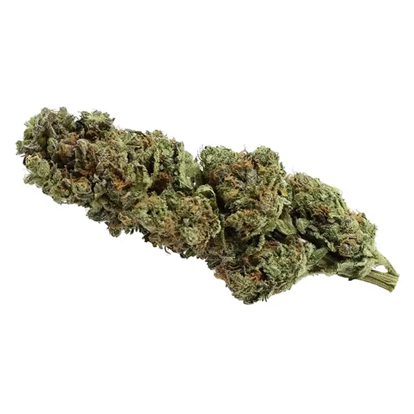 Bud image for Polar Kish, cannabis all categories by Northern Green Canada