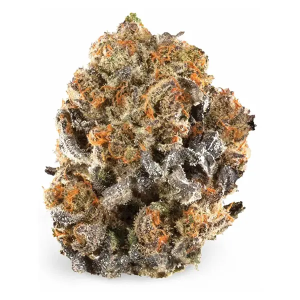 Product image for Temple, Cannabis Flower by Aurora