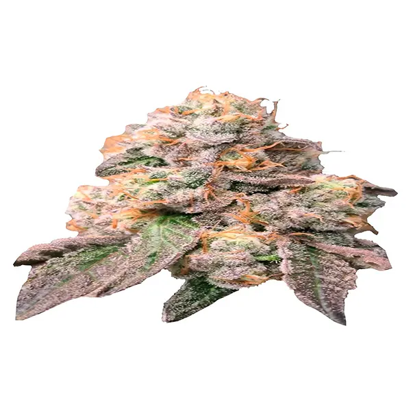 Image for Chronic Tonic x Zombie Kush