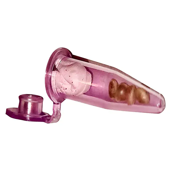 Chronic Tonic x Zombie Kush (Seeds) by Trichome Hills Corp