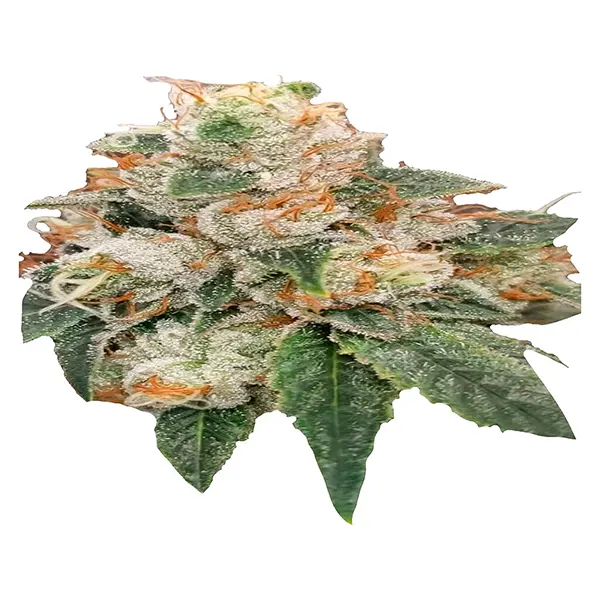 Image for Trainwreck x Donny OG