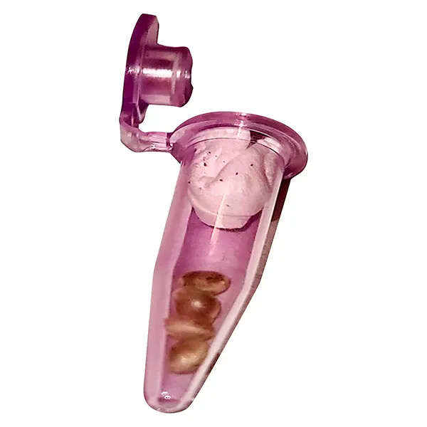 Trainwreck x Donny OG (Seeds) by Trichome Hills Corp