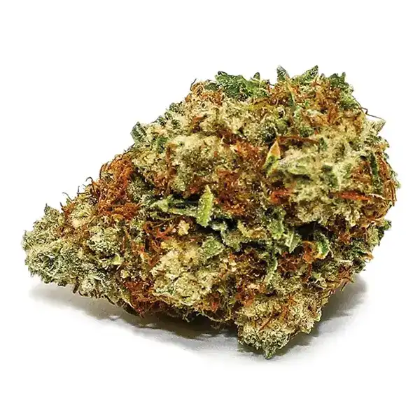 Bud image for Sensi Star, cannabis dried flower by Spinach