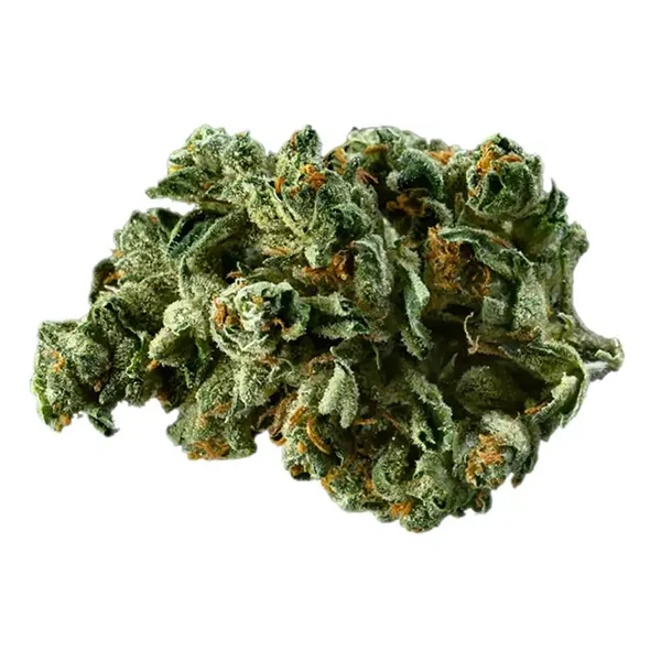 Alien Dawg