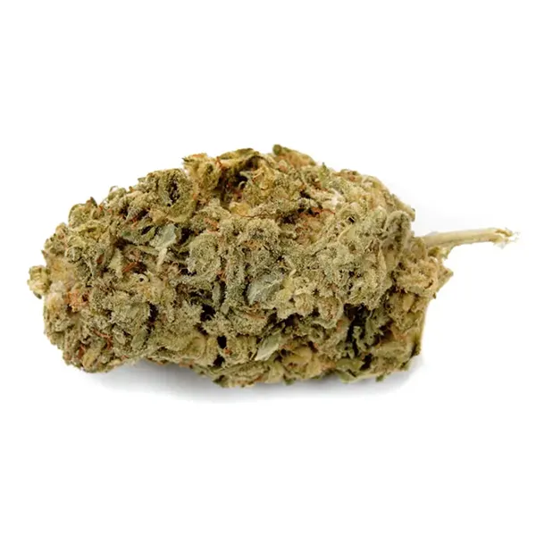 No. 302 Warlock (Dried Flower) by Haven St. Premium Cannabis