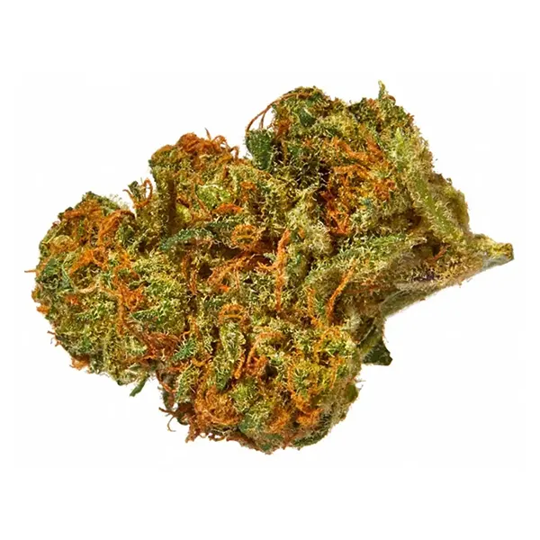 Product image for Equalize, Cannabis Flower by Tokyo Smoke