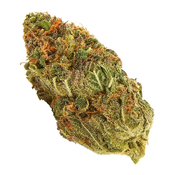 Shishkaberry (Dried Flower) by Seven Oaks