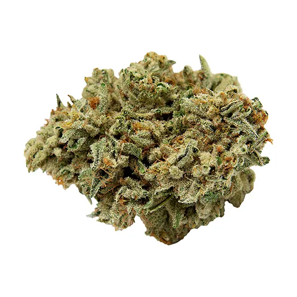 Bud image for Mango Haze, cannabis all categories by Color Cannabis