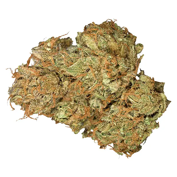 Plant Bud by Orchid CBD