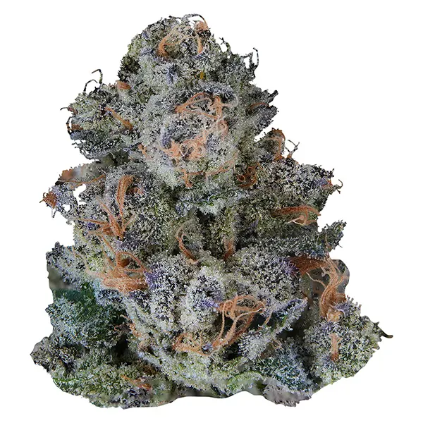 Image for Platinum Lemon Cherry Gelato