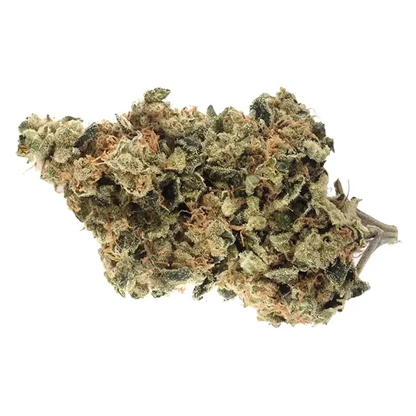 Product image for Great White Shark, Cannabis Flower by Royal High