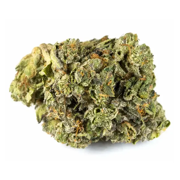Bud image for Pink Kush, cannabis all products by San Rafael '71