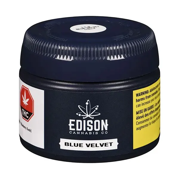 Blue Velvet (Dried Flower) by Edison