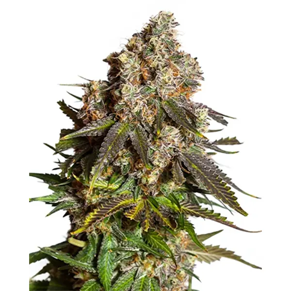Image for Gary Peyton x Lemon Cherry Runtz Feminized Seeds, cannabis all products by Northern Canna