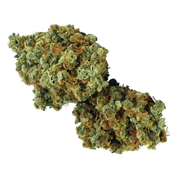 Product image for Northern Lights Haze (Galiano), Cannabis Flower by Broken Coast