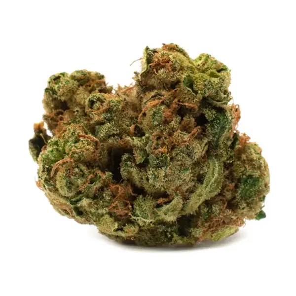 Indica (Dried Flower) by Houseplant