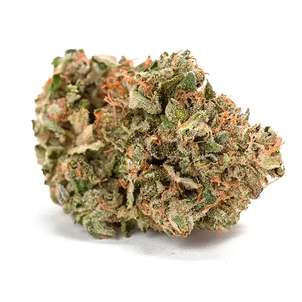 Rockstar (Dried Flower) by Grail