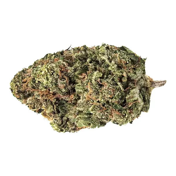 Jack Haze