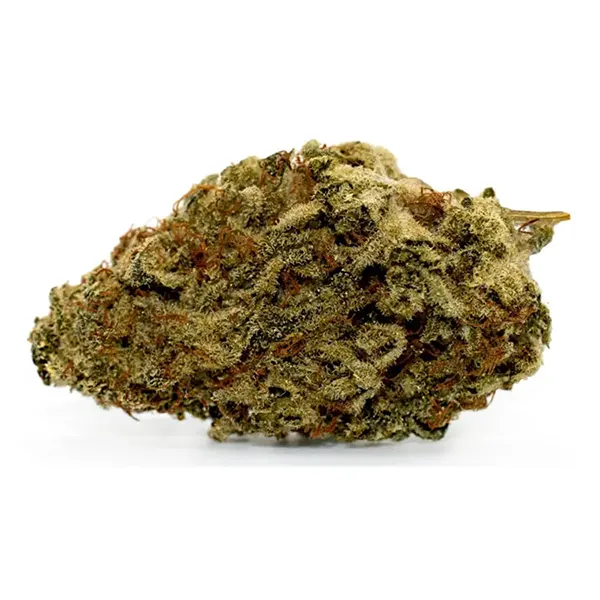 Holdfast (Dried Flower) by Reef Organic
