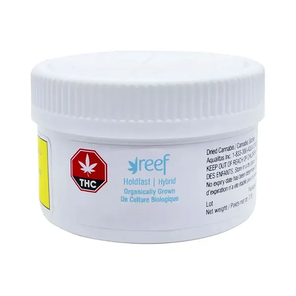 Holdfast (Dried Flower) by Reef Organic