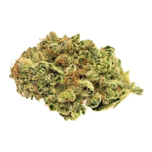 Bud image for Gather, cannabis all categories by Solei