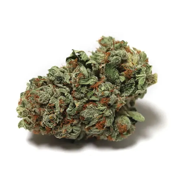 Product image for Headband, Cannabis Flower by High Tide