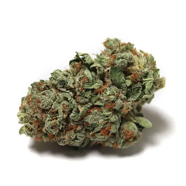 Headband (Dried Flower) by High Tide