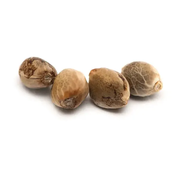 Argyle Seeds (Seeds) by Tweed