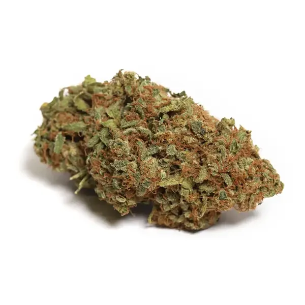 Blue Haze (Dried Flower) by Northern Harvest