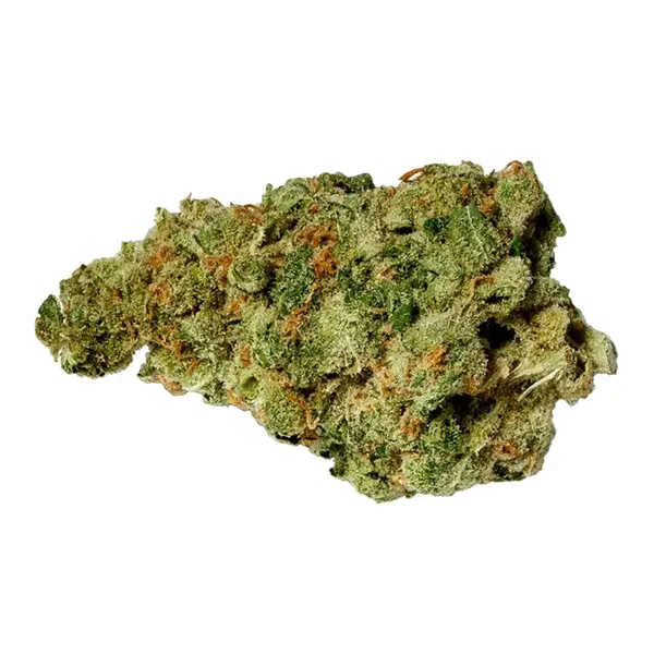 Product image for Hash Plant, Cannabis Flower by Pure Sunfarms