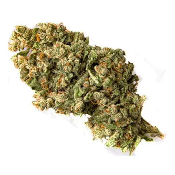 Bud image for Ghost Train Haze, cannabis all categories by Color Cannabis