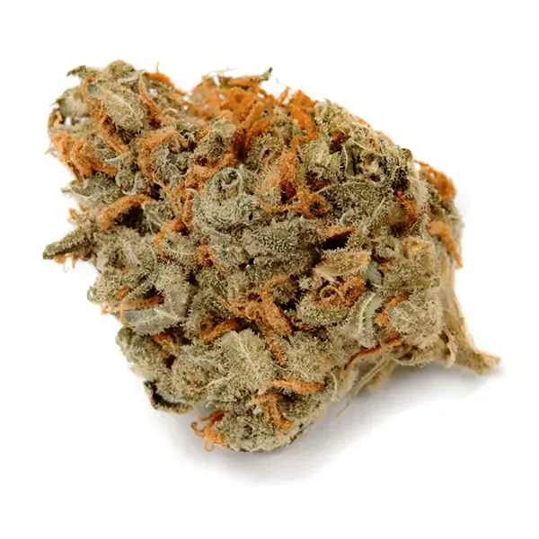 No. 504 Hanna Haze (Dried Flower) by Haven St. Premium Cannabis