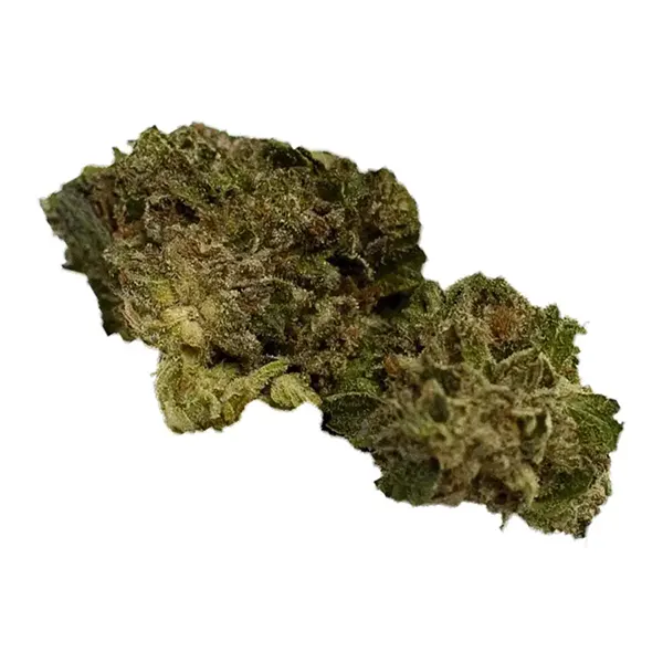 Headband (Dried Flower) by Grail