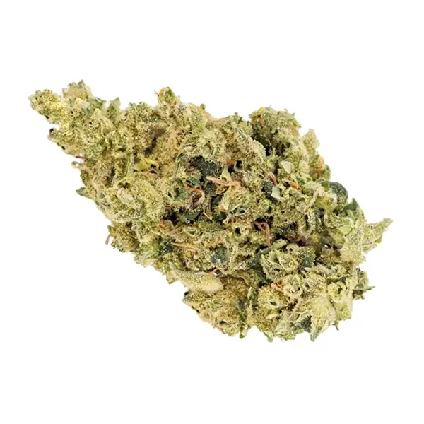 Product image for CBD Shark, Cannabis Flower by Whistler Cannabis Co