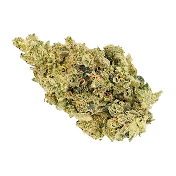 Bud image for CBD Shark, cannabis all products by Whistler Cannabis Co