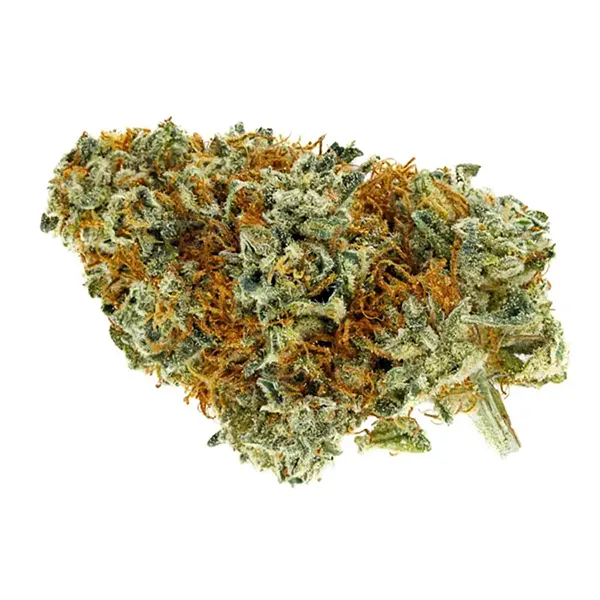 Product image for CBG Shiatsu Kush, Cannabis Flower by Whistler Cannabis Co