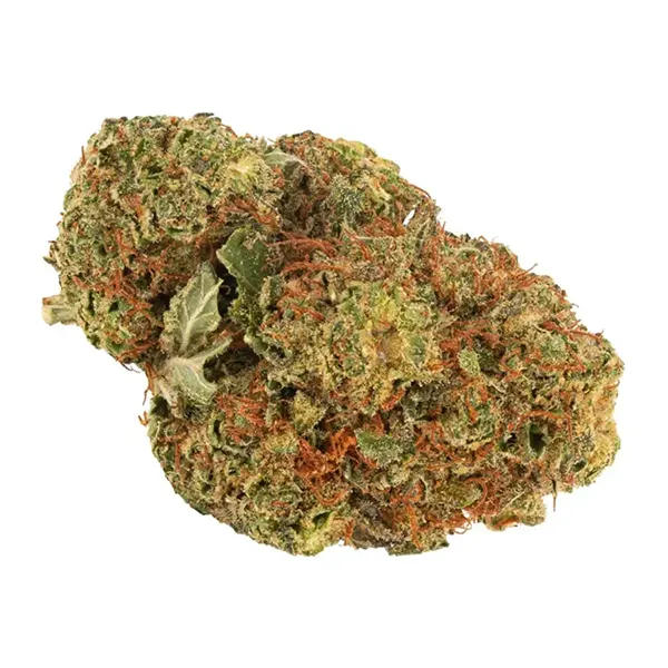 Bud image for Daily Special Indica, cannabis dried flower by Aurora