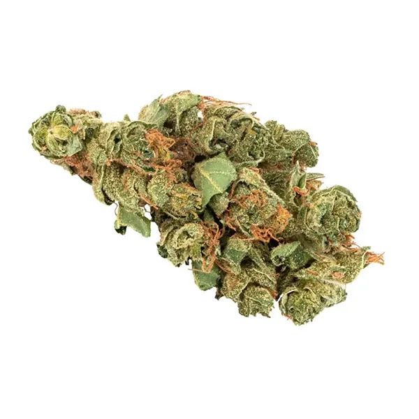 Bud image for Daily Special Sativa, cannabis all categories by Aurora