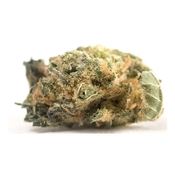 Plant Bud by Haven St.