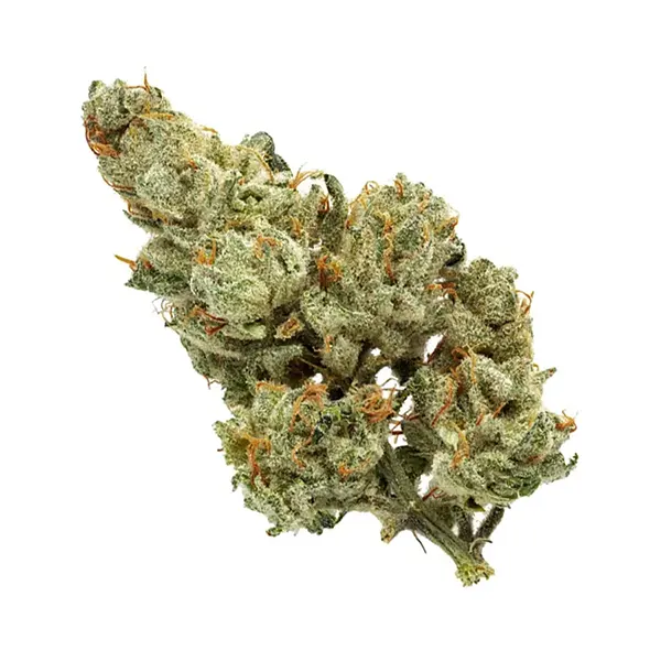 Product image for Oregon Golden Goat, Cannabis Flower by Top Leaf