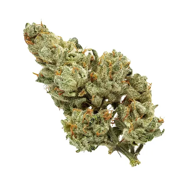 Oregon Golden Goat (Dried Flower) by Top Leaf