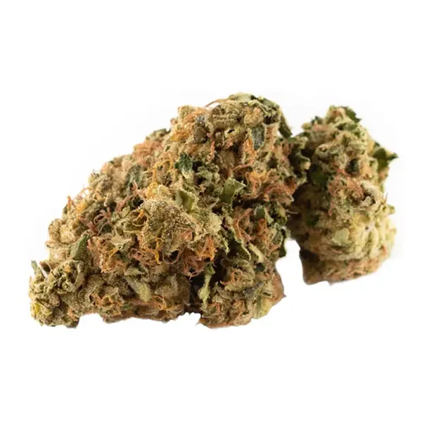 Sensi Star (Dried Flower) by Fireside