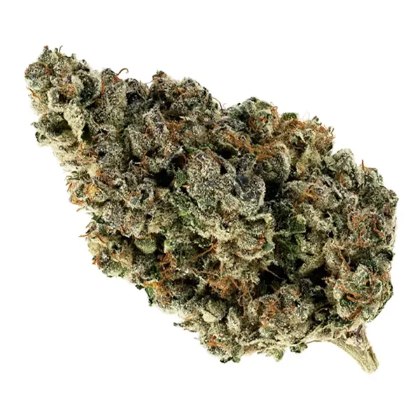 Stargazer (Sonora) (Dried Flower) by Broken Coast